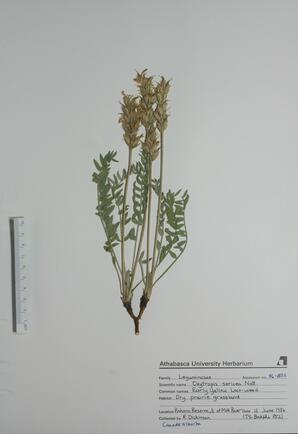 Oxytropis sericea (Early Yellow Loco-weed): Early Yellow Loco-weed
