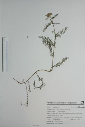 Achillea millefolium (Pink Yarrow): Pink Yarrow
