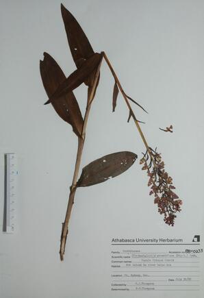   Habenaria blephariglottis (Purple Fringed Orchid)   