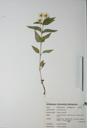 Lysimachia ciliata (Fringed Loosestrife): Fringed Loosestrife