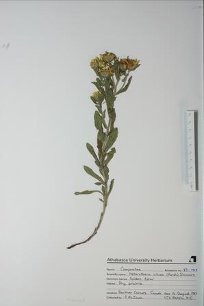 Heterotheca villosa (Golden Aster): Golden Aster