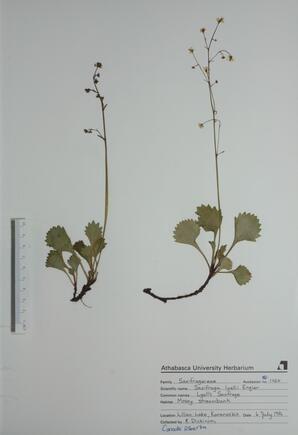 Saxifraga lyallii (Lyall's Saxifrage): Lyall's Saxifrage
