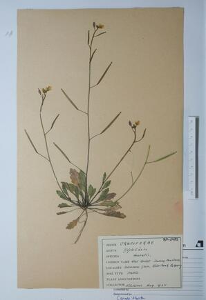 Diplotaxus muralis (Sand rocket): Sand rocket
