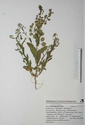 Smelowskia calycina (Smelowskia): Smelowskia