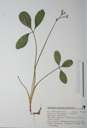 Menyanthes trifoliata (Buck-bean): Buck-bean