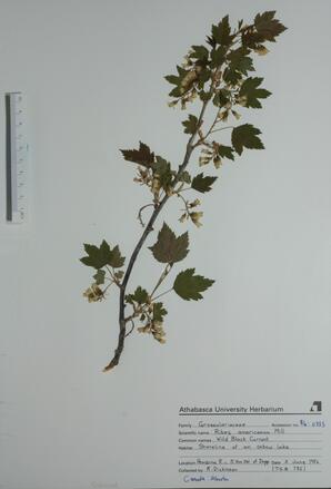 Ribes americanum (Wild Black Currant): Wild Black Currant