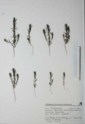 Sarcobatus vermiculatus (Greasewood): Greasewood