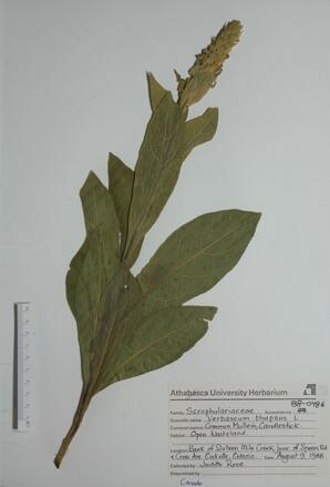  Verbascum thapsus (Common Mullein)  