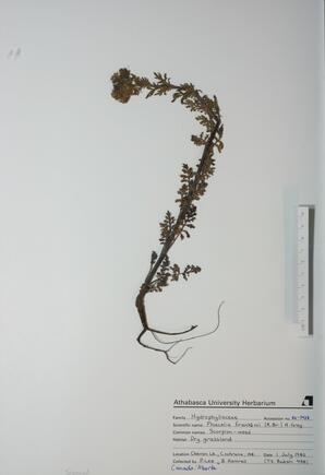 Phacelia franklinii (Scorpion-weed): Scorpion-weed
