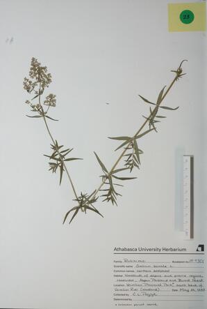 Galium boreale (Northern Bedstraw): Northern Bedstraw