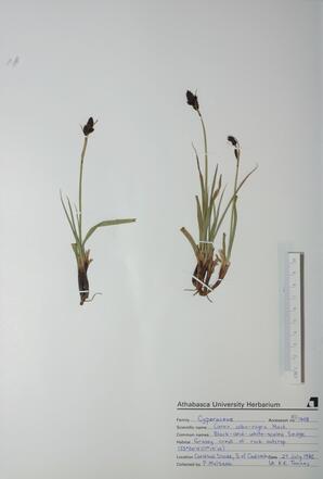 Carex albo-nigra (B & W-scaled Sedg): B & W-scaled Sedg