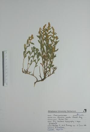  Eurotia lanata (Winter Fat)  