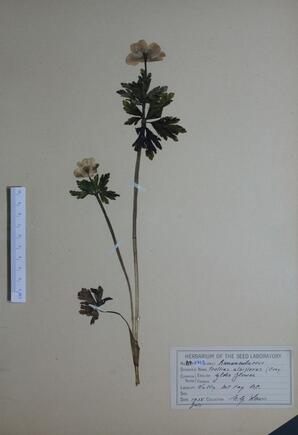 Trollius albiflorus (Globe-flower): Globe-flower