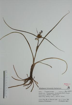 Tradescantia occidentalis (Western Spiderwort): Western Spiderwort