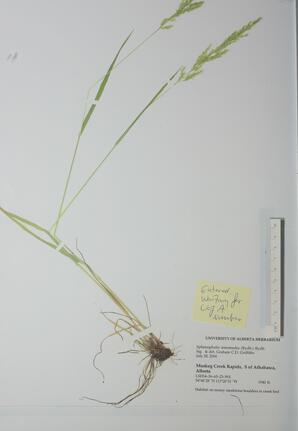  Shpenopholis intermedia (Slender Wedge grass)  