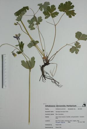 Aquilegia brevistyla (Blue Columbine): Blue Columbine