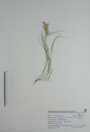 Distichlis stricta (Salt Grass): Salt Grass