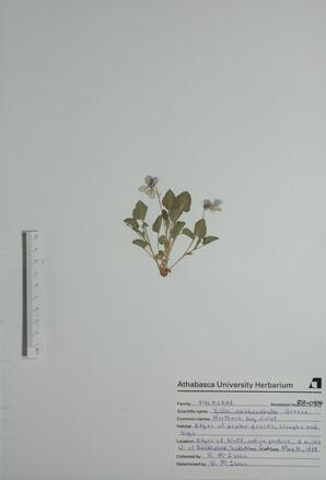   Viola nephrophylla  (Bog Violet)   