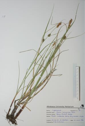   Carex lanuginosa  (Hairy-fruited Sedge)   