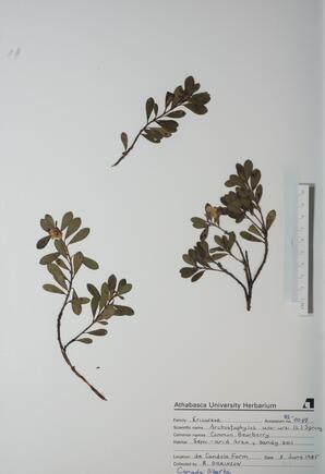  Arctostaphylos uva-ursi  (Common Bearberry)  