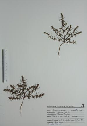 Salsola kali (Russian Thistle): Russian Thistle