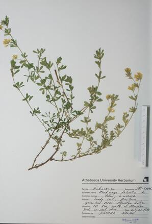 Medicago falcata (Yellow Lucerne): Yellow Lucerne