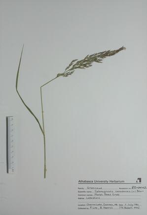 Calamagrostis canadensis (Marsh Reed Grass): Marsh Reed Grass