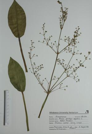 Alisma planto-aquatica (Water Plantain): Water Plantain