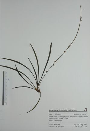 Chlorophytum cosmosum (Spider Plant): Spider Plant