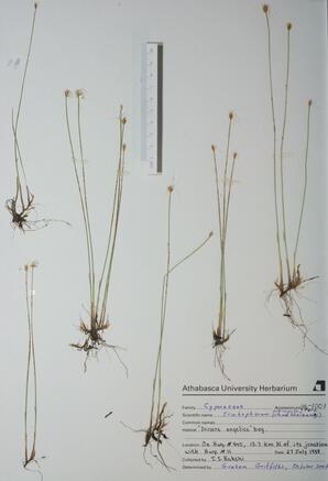   Trichophorum alpinum ()   