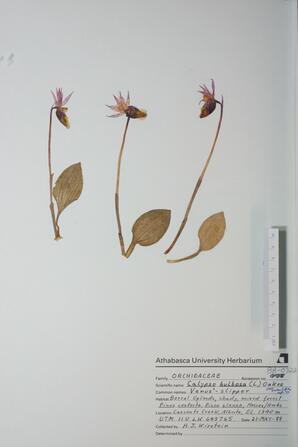   Calypso bulbosa  (Venus' Slipper)   