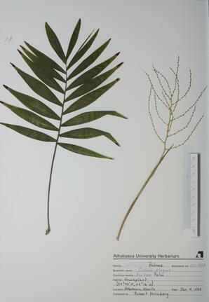 Collinia elegans (Parlour Palm): Parlour Palm