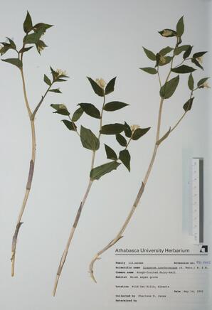 Disporum trachycarpum (Rough-fruited Fairy Bells): Rough-fruited Fairy Bells