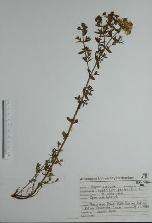 Hypericum perforatum (Com.St.John's-wort): Com.St.John's-wort