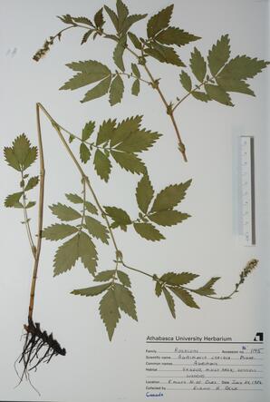 Agrimonia striata (Agrimony): Agrimony