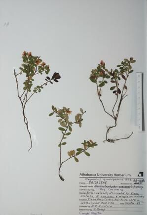 Oxycoccus quadripetalus (Bog Cranberry): Bog Cranberry