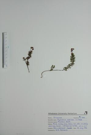 Phyllodoce caerulea (Mountain Heath): Mountain Heath