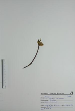 Oemleria cerasiformis (Oemleria): Oemleria