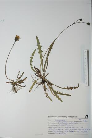 Leontodon autumnalis (Horse Dandelion): Horse Dandelion
