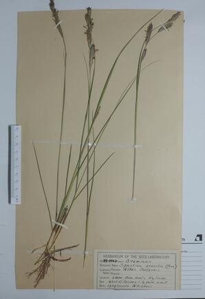 Spartina gracilis (Alkali Chord Grass): Alkali Chord Grass