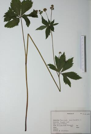 Sanicula marilandica (Snake-root): Snake-root