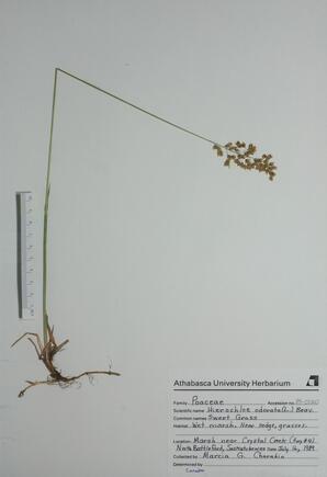 Hierochloe odorata (Sweet Grass, Holy Grass): Sweet Grass, Holy Grass