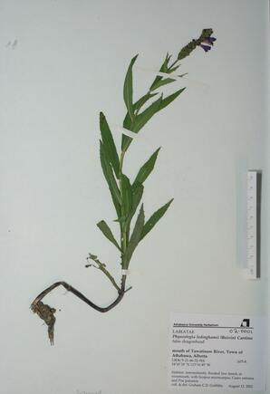 Physostegia ledinghamii (false dragonhead): false dragonhead