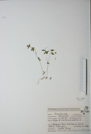   Anagallis arvensis (Scarlet pimpernel)   