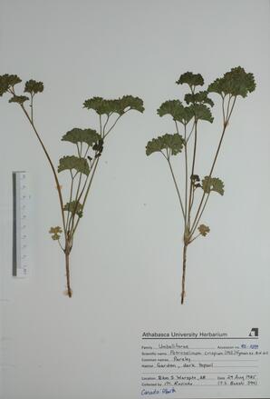  Petroselinum crispum (Parsley)  