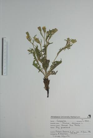 Sonchus oleraceus (Annual Sow Thistle): Annual Sow Thistle