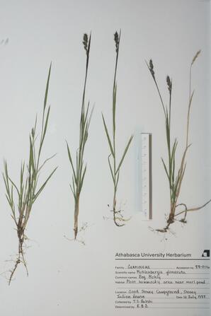   Muhlenbergia glomerata (Bog Muhly)   