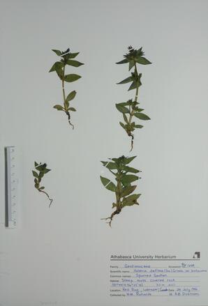   Halenia deflexa  (Spurred Gentian)   