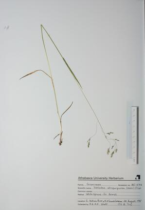 Vahlodea atropurpurea ()