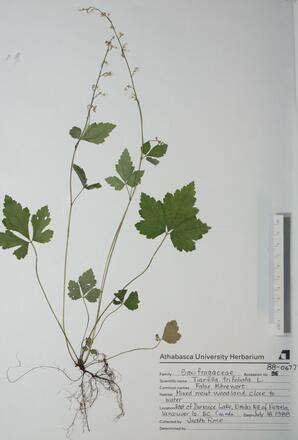   Tiarella trifoliata (False Mitrewort)   